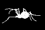 AfterEffects翻译教程spider