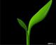 Maya简单模拟植物晶莹剔透3S效果ＭＡＹＡ材质教程