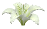 3D MAX：百合花建模实例