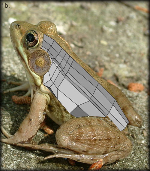 \