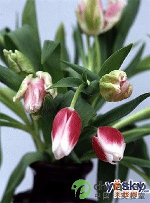 Maya简单建模郁金香花朵_天极设计在线整理