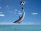 3DsMAX实例制作三维海豚世界杯