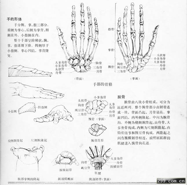 MAX建模实例制作人的双手教程.jpg