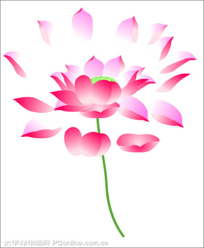 Illustrator CS3绘制矢量荷花插画