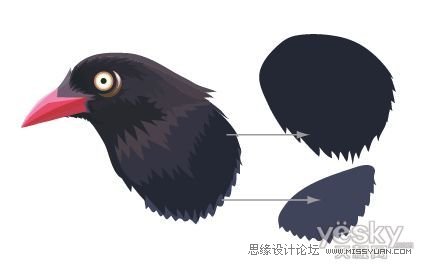 Illustrator色阶画法精细绘制鸟类插画,PS教程,思缘教程网