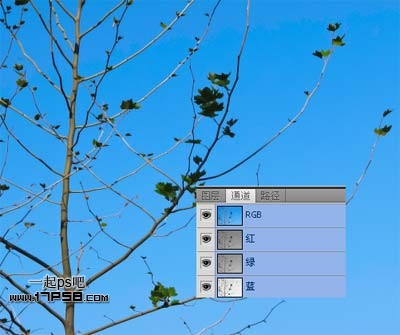 Photoshop使用通道和计算命令给树枝抠图,PS教程,思缘教程网