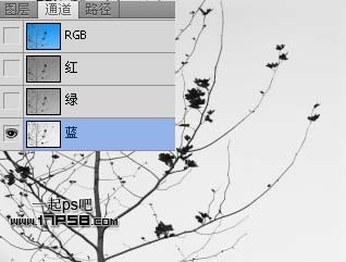 Photoshop使用通道和计算命令给树枝抠图,PS教程,思缘教程网