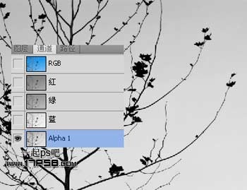 Photoshop使用通道和计算命令给树枝抠图,PS教程,思缘教程网