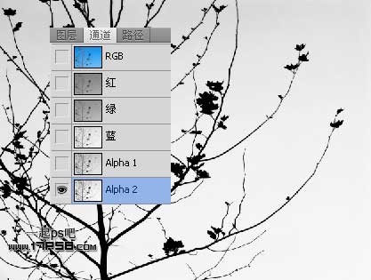 Photoshop使用通道和计算命令给树枝抠图,PS教程,思缘教程网
