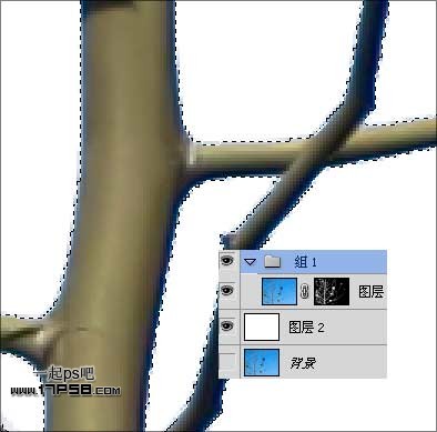 Photoshop使用通道和计算命令给树枝抠图,PS教程,思缘教程网
