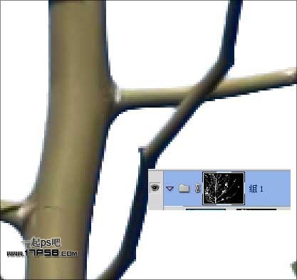 Photoshop使用通道和计算命令给树枝抠图,PS教程,思缘教程网