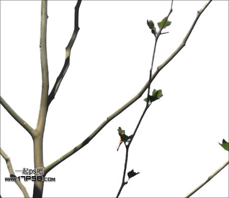 Photoshop使用通道和计算命令给树枝抠图,PS教程,思缘教程网