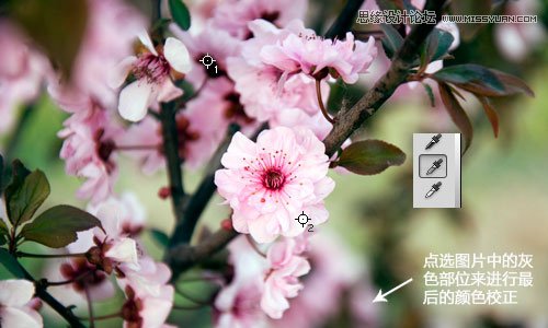 Photoshop利用曲线修正灰蒙蒙花朵图片,PS教程,思缘教程网