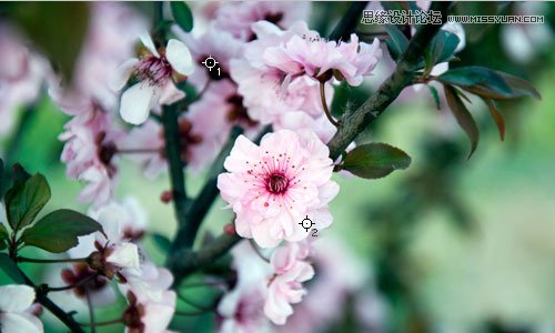 Photoshop利用曲线修正灰蒙蒙花朵图片,PS教程,思缘教程网