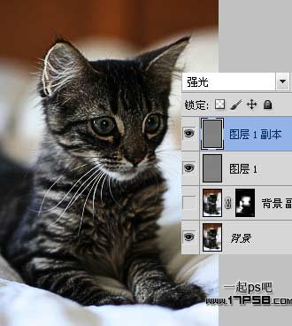 photoshop巧用滤镜工具提升猫咪图片的清晰度效果教程
