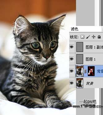 photoshop巧用滤镜工具提升猫咪图片的清晰度效果教程
